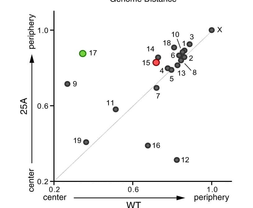 Open access visualization of Scatter Plot, Radial Distributions, Chromosome, Nucleus Center, WT Cells