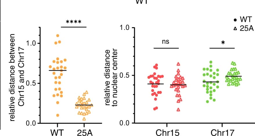 Open access visualization of Scatter Plot, Quantification, Relative Distance, Chr15, Chr17