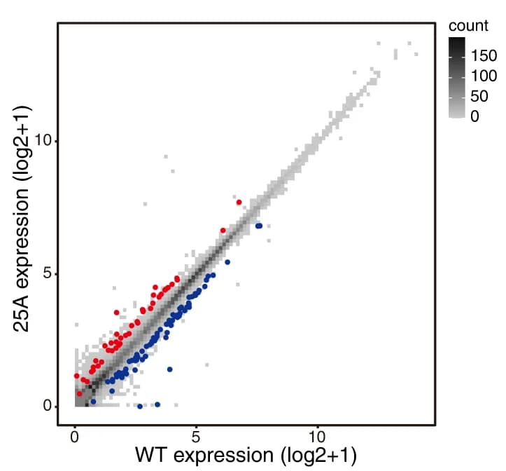 Open access visualization of Scatter Plot, Volcano Plot, Gene Expression, 25A Cells, WT Cells