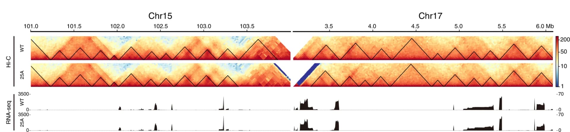 Open access visualization of Heatmap, Line Plot, Hi-C Contact Matrixes, Chromosome Fusion, Chr15
