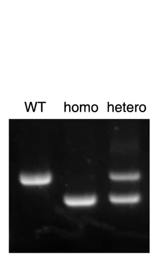 Open access visualization of Gel, Genotype Analysis, Chromosome Fusion Homozygous Mice, Heterozygous Mice, WT Mice