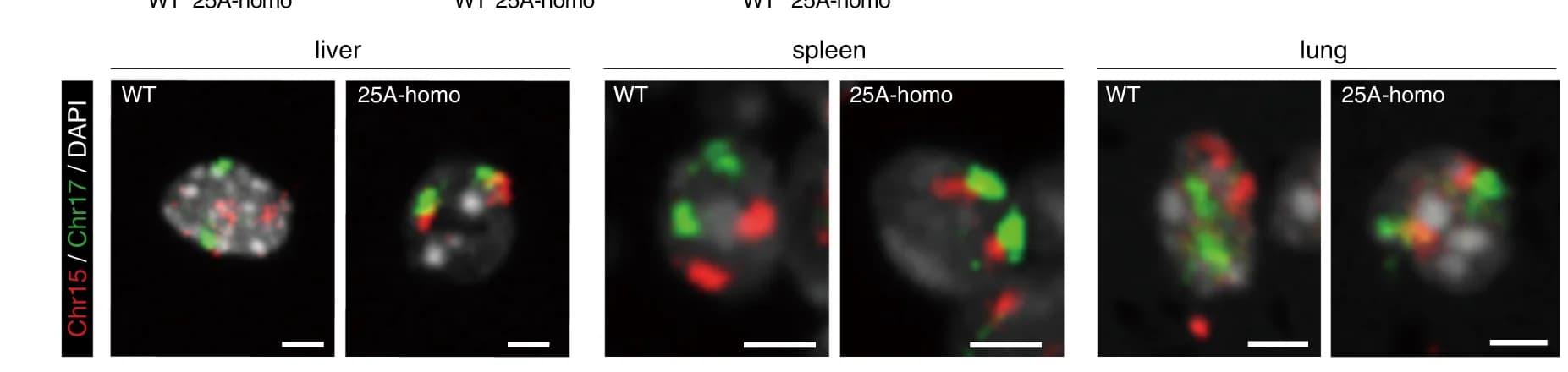 Open access visualization of Microscopy, Chromosome FISH, Chr15, Chr17, Liver Cells