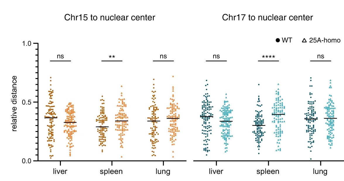 Open access visualization of Scatter Plot, Quantification, Relative Distance, Chr15, Chr17