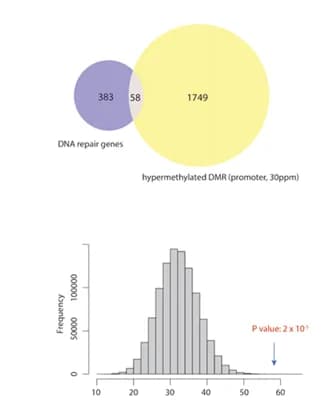 Open access visualization of Histogram, Venn Diagram, Hypermethylated DMRs, DNA Repair Genes, Dietary Groups