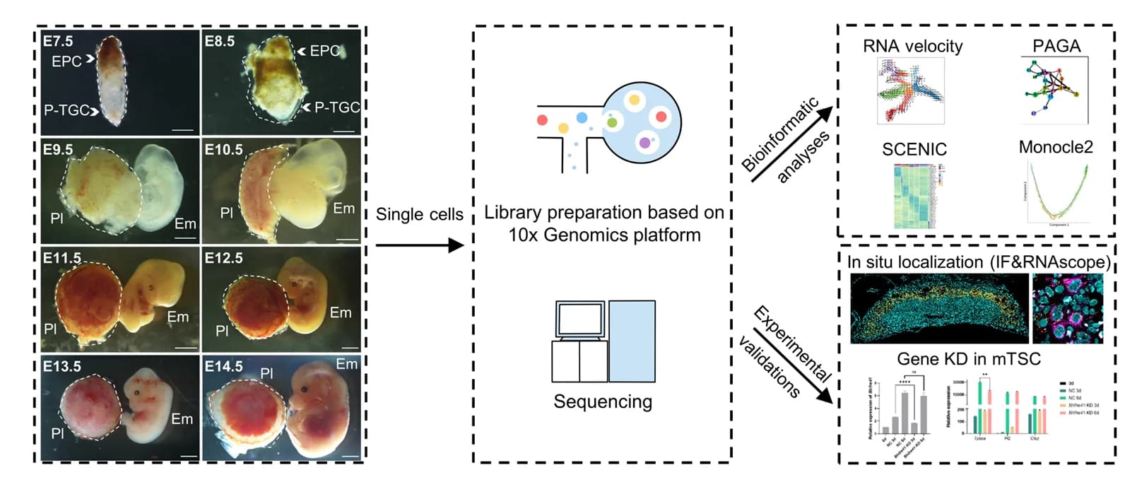 Open access visualization of Workflow, Illustration, Network, Pathway, Photo
