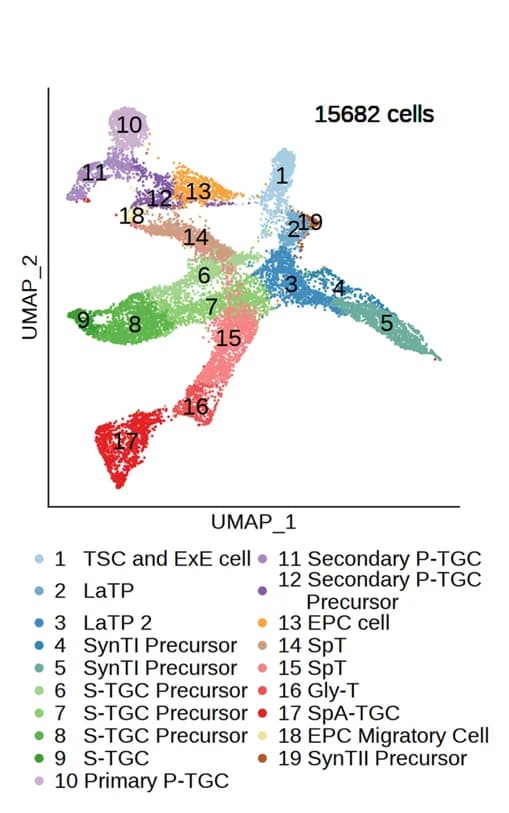 Open access visualization of UMAP, Mouse, Trophoblast Cells, Cell Clusters