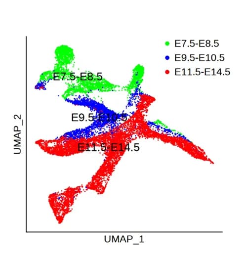 Open access visualization of Scatter Plot, UMAP, Cells, Time Points