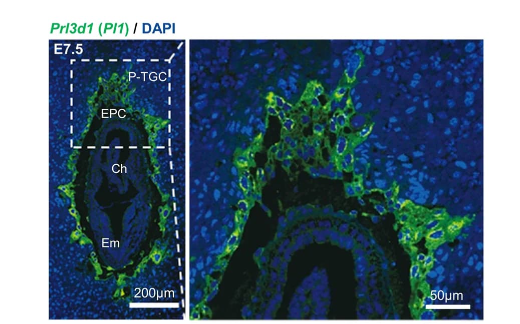 Open access visualization of Microscopy, Mouse Embryo, Immunostaining, Prl3d1, Nuclei