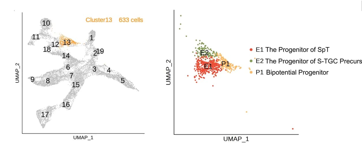 Open access visualization of UMAP, Scatter Plot, EPC Cells, Cell Clusters, Sub-clusters