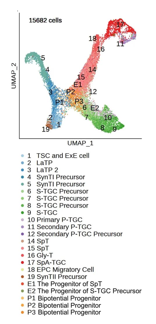 Open access visualization of Scatter Plot, UMAP, UMAP Plot, Placental Trophoblast Cells, Single-cell Data