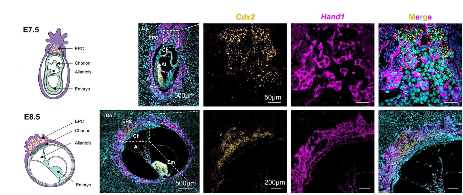 Open access visualization of Microscopy, Illustration, Mouse Placenta, Cdx2, Hand1