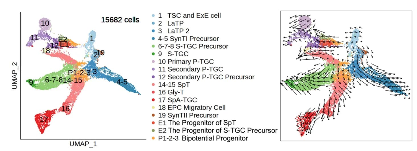 Open access visualization of UMAP, Scatter Plot, UMAP Plot, Cell Clusters, RNA Velocity