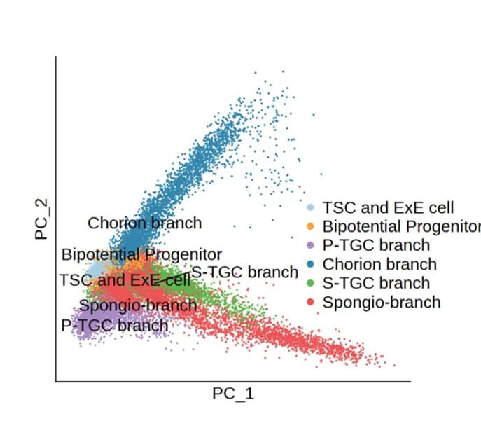 Open access visualization of Scatter Plot, PCA, Principal Component Analysis, Mouse Trophoblast Cells, Cell Branches