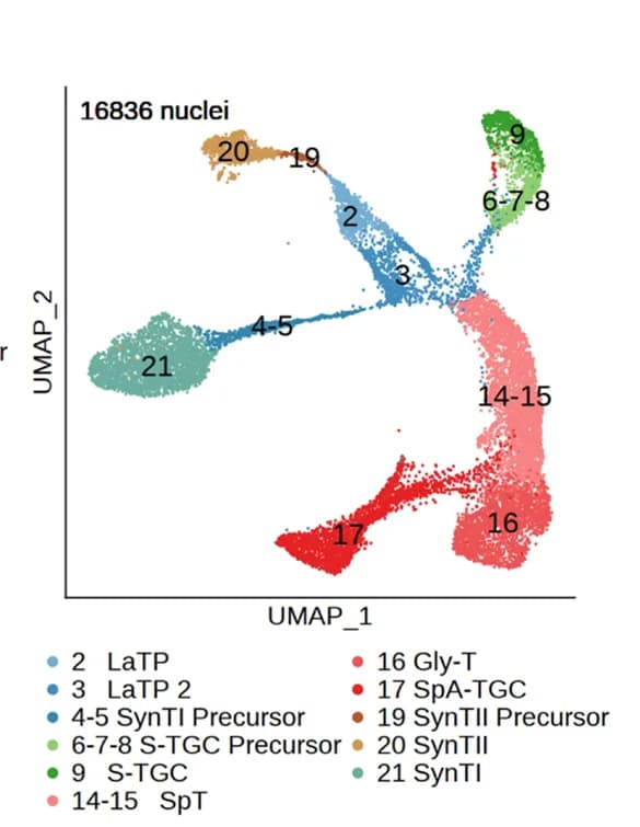 Open access visualization of Scatter Plot, UMAP, UMAP Plot, Mouse Trophoblast Cells, Nuclei
