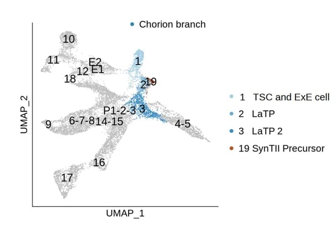 Open access visualization of Scatter Plot, UMAP, UMAP Plot, Chorion Branch, Cell Clusters