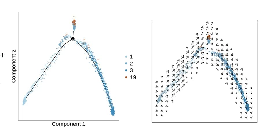 Open access visualization of Scatter Plot, Line Plot, Pseudotime Ordering, Cell Clusters, RNA Velocity Field