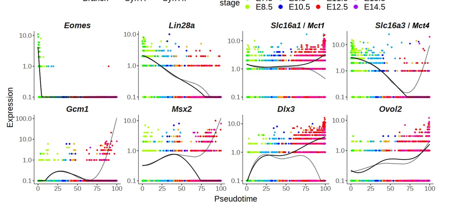 Open access visualization of Scatter Plot, Line Plot, Pseudotemporal Kinetics, Transcription Factors, Chorion Branch