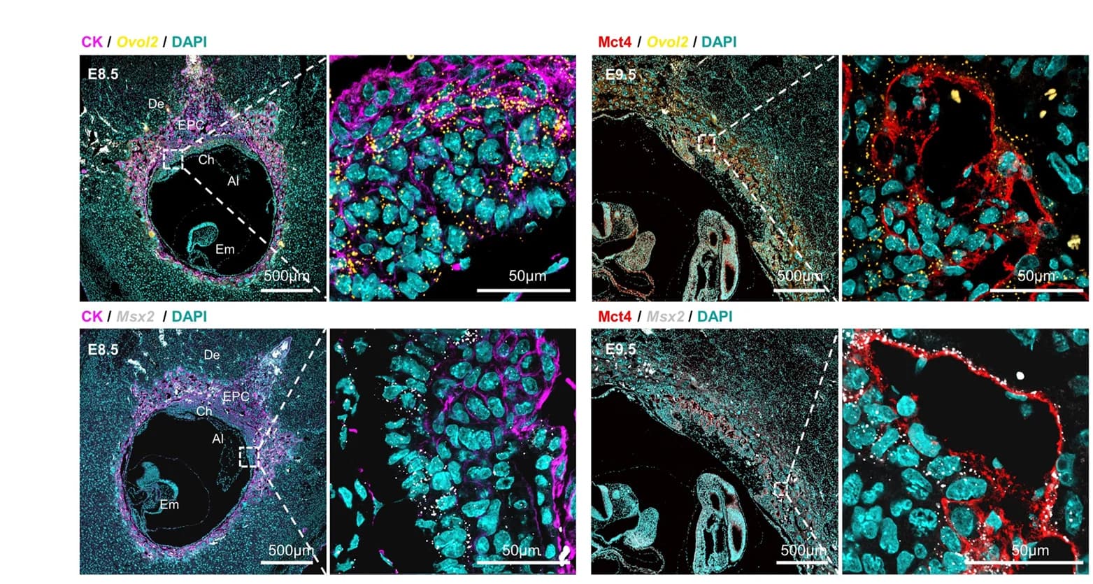 Open access visualization of Microscopy, Mouse Placenta, Ovol2 Transcripts, Msx2 Transcripts, Cytokeratin