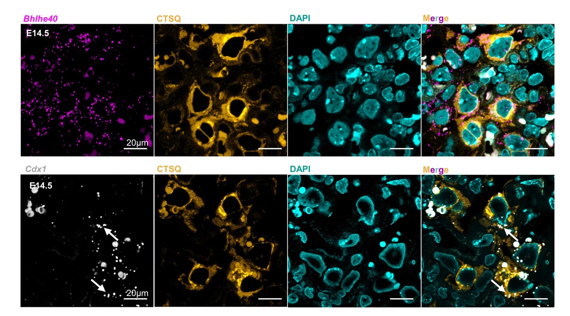 Open access visualization of Microscopy, Mouse placenta sections, Bhlhe40, Cdx1, Cathepsin Q