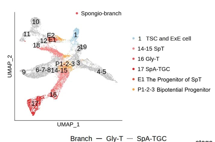Open access visualization of UMAP, Scatter Plot, Spongio-branch cells, Cell clusters