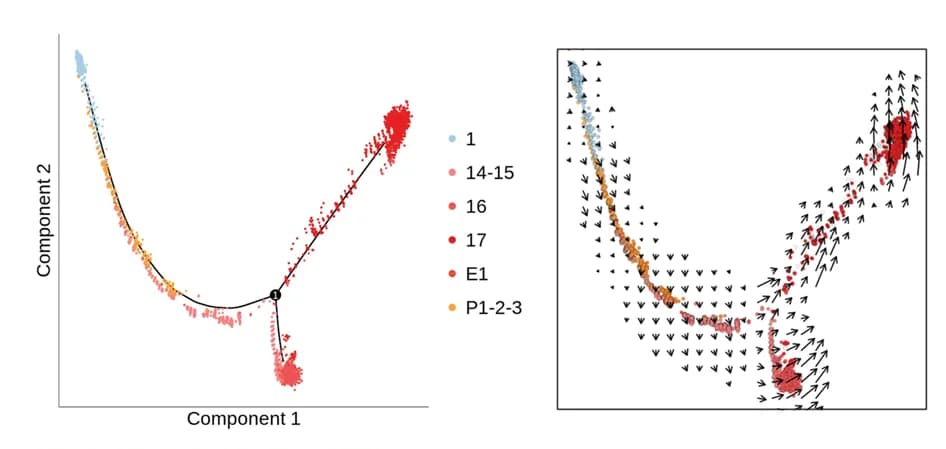 Open access visualization of Scatter Plot, Pseudotime, Cell clusters, RNA velocity, Trajectory plot