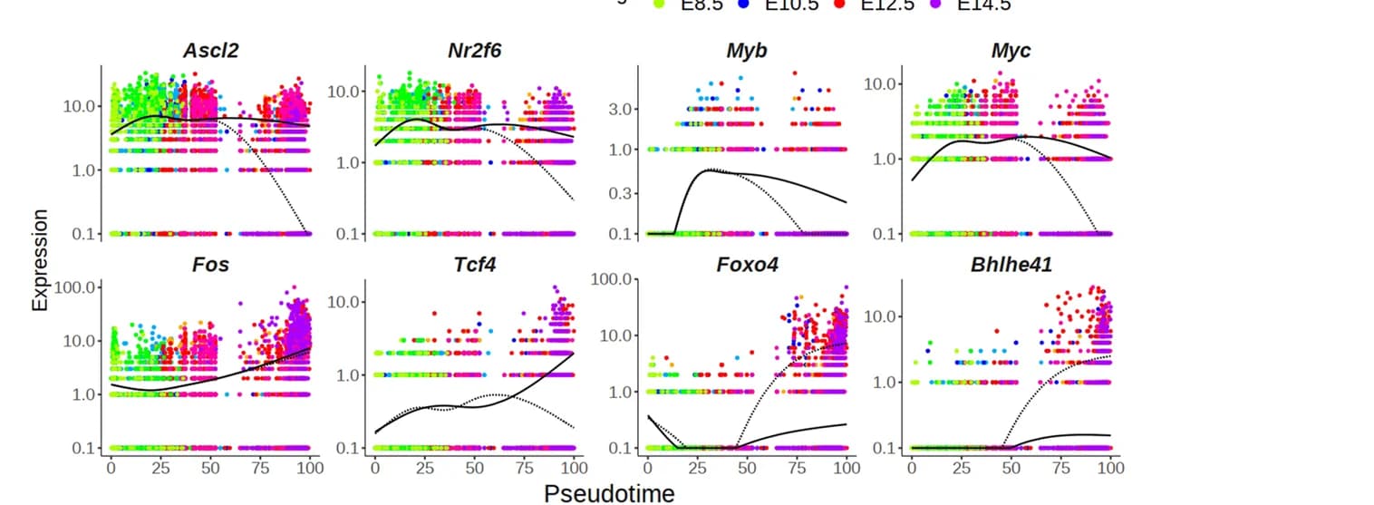Open access visualization of Scatter Plot, Line Plot, Pseudotemporal kinetics, Transcription Factors, Spongio-branch cells