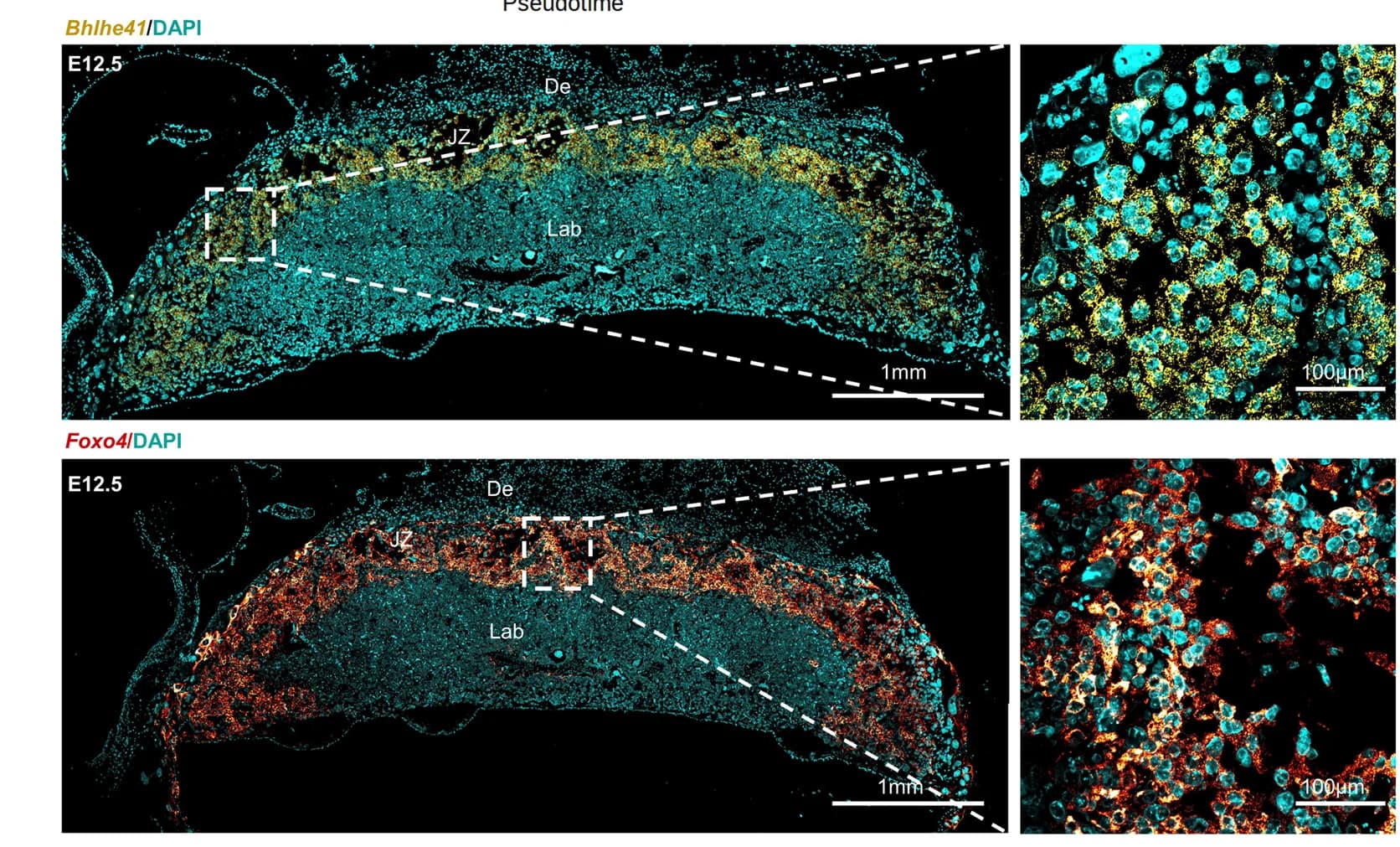 Open access visualization of Microscopy, Mouse placenta, Bhlhe41, Foxo4, Transcripts