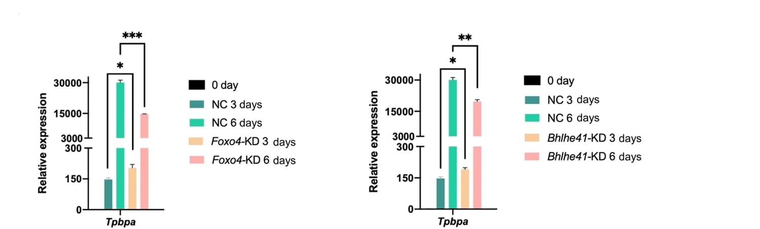 Open access visualization of Bar Plot, Error Bars, Clustered, RT-qPCR, Tpbpa expression
