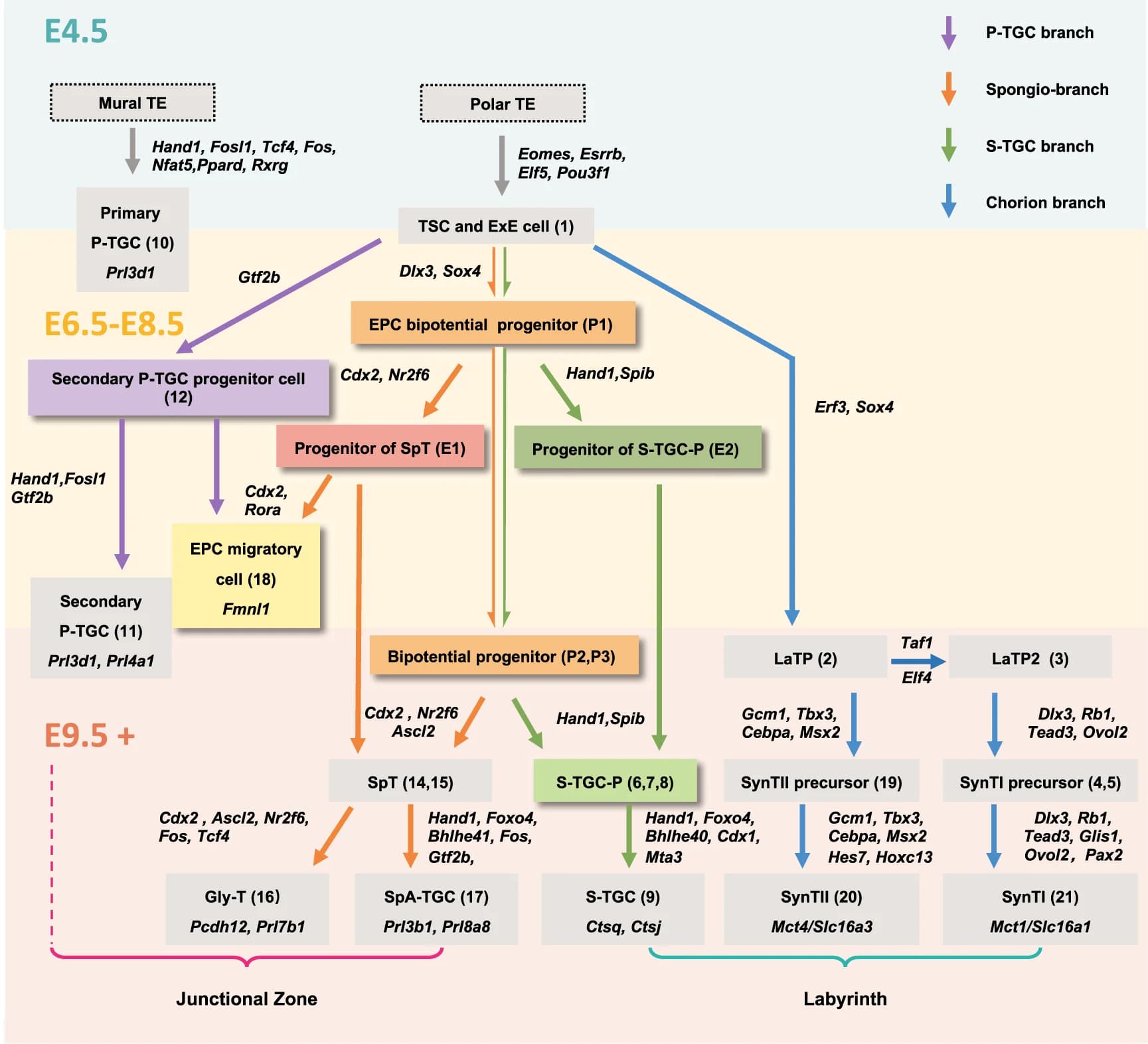 Open access visualization of Workflow, Flowchart, Trophectoderm, Trophoblast Stem Cell, Extraembryonic Ectoderm