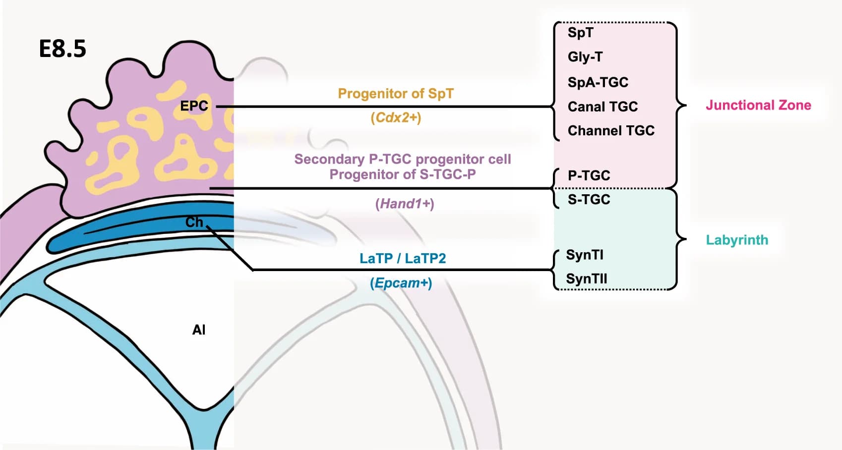 Open access visualization of Illustration, Workflow, Ectoplacental Cone, Trophoblast Progenitor Cells, Spongiotrophoblast Cells