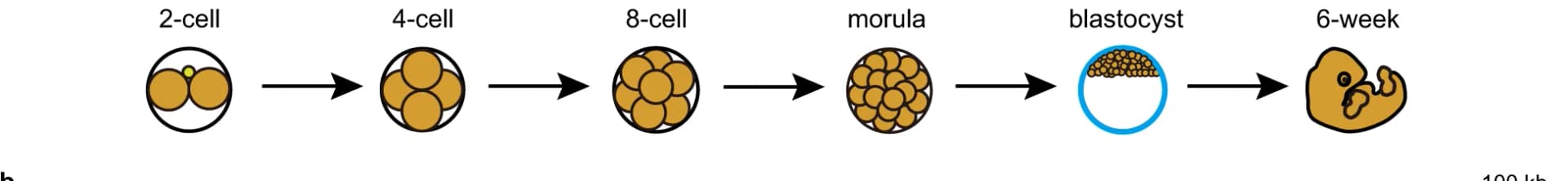Open access visualization of Workflow, Illustration, Human Early Embryos, H3K27ac ChIP-seq