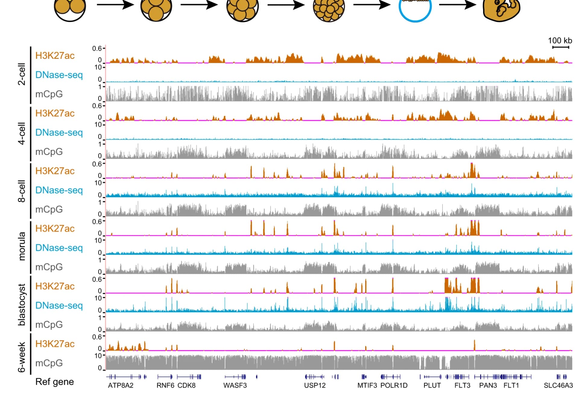 Open access visualization of Line Plot, Line Step, Genome Browser, H3K27ac Enrichment, DNase-seq Signal