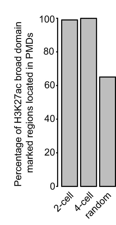 Open access visualization of Bar Plot, H3K27ac Domains, PMDs, 2-Cell Stage, 4-Cell Stage