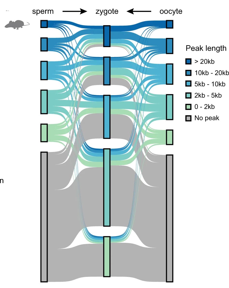 Open access visualization of Sankey, Sankey Diagram, H3K27ac, Mouse Gametes, Mouse Zygote
