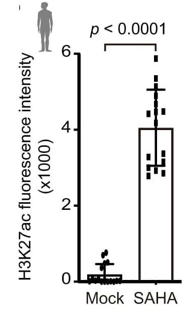 Open access visualization of Bar Plot, Error Bars, Scatter Plot, Quantification, H3K27ac fluorescence