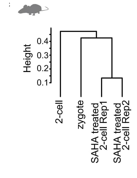 Open access visualization of Clustered, Hierarchical clustering, H3K27ac patterns, Mouse zygotes, 2-cell embryos
