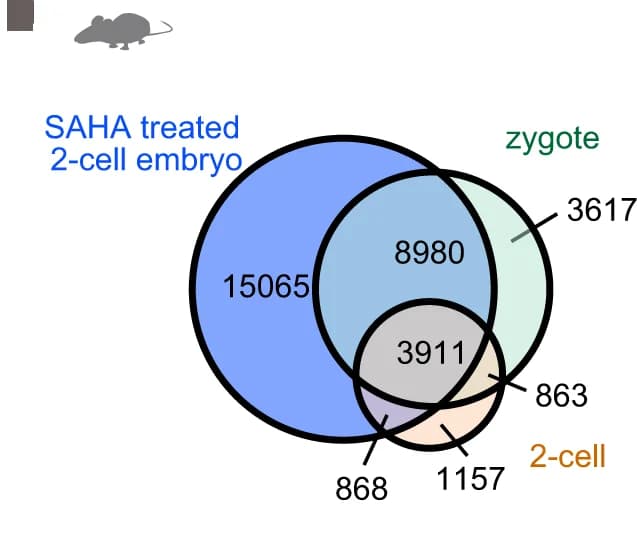 Open access visualization of Venn Diagram, H3K27ac domains, Mouse zygotes, 2-cell embryos, SAHA treatment