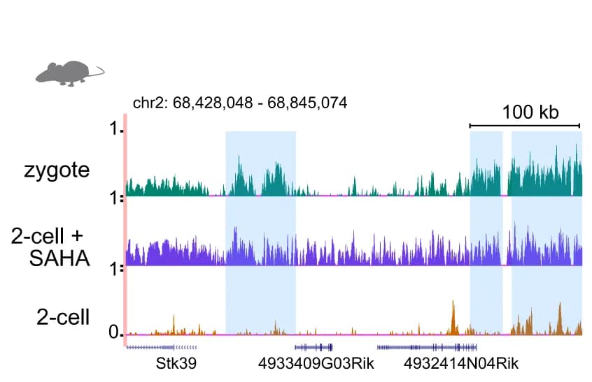 Open access visualization of Line Plot, Genome browser, H3K27ac enrichment, Mouse zygotes, 2-cell embryos