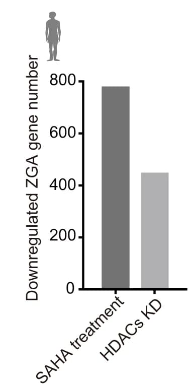 Open access visualization of Bar Plot, Downregulated genes, Human ZGA genes, SAHA treatment, HDACs KD