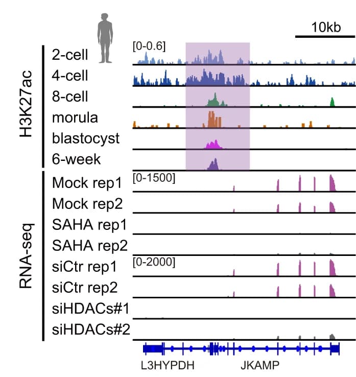 Open access visualization of Line Plot, Density Plot, Genome browser, H3K27ac enrichment, JKAMP gene