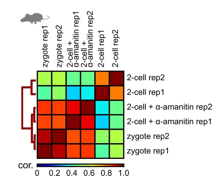 Open access visualization of Heatmap, Clustered, Hierarchical clustering, H3K27ac patterns, Mouse zygotes