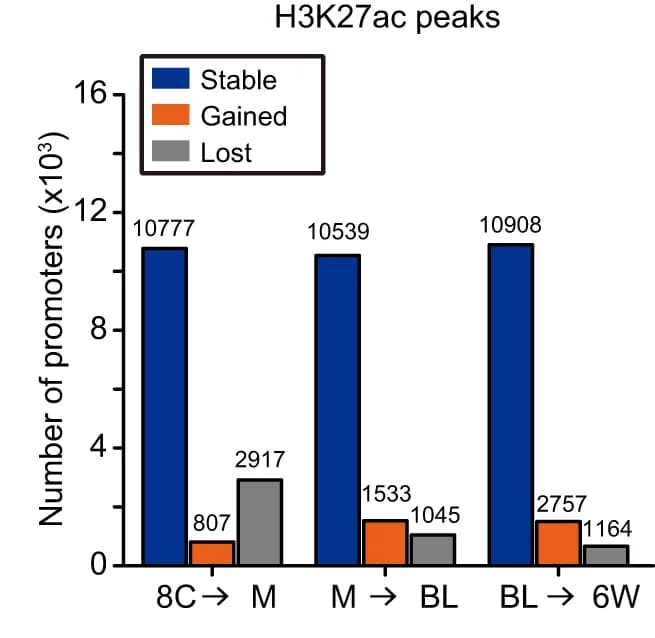 Open access visualization of Clustered, Plot, Promoters, H3K27ac Enrichment, Promoter Number