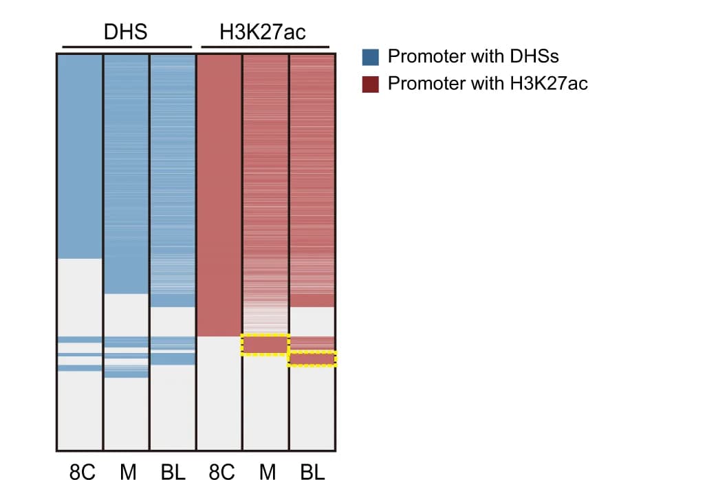 Open access visualization of Stacked Bar Plot, Heat Map, DHSs, H3K27ac Enrichment, Promoters