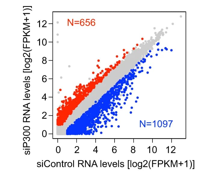 Open access visualization of Scatter Plot, RNA expression levels, Control KD embryos, P300 KD embryos, Morula stage