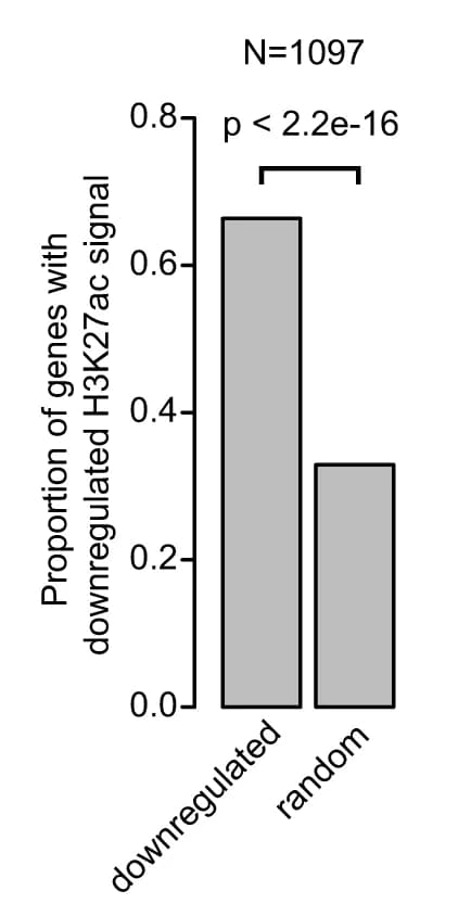 Open access visualization of Bar Plot, Downregulated H3K27ac signal, P300 KD morula, Downregulated genes, Gene set