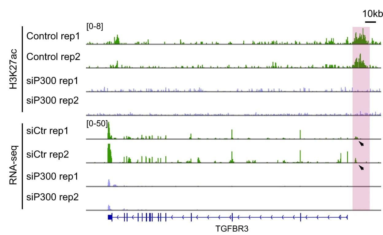Open access visualization of Line Plot, Genome browser, H3K27ac, RNA-seq, eRNA