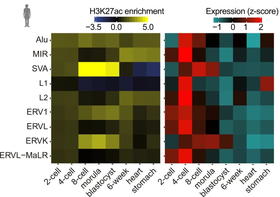 Open access visualization of Heatmap, Heat Maps, H3K27ac, Retrotransposons, Gene Expression
