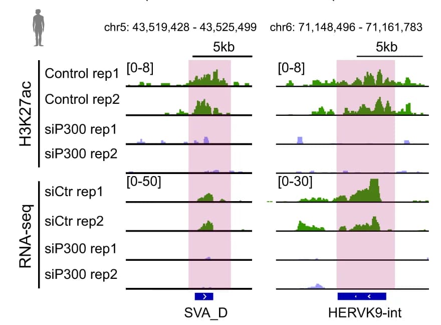 Open access visualization of Line Plot, Ridge Plot, Density Plot, Genome Browser View, H3K27ac