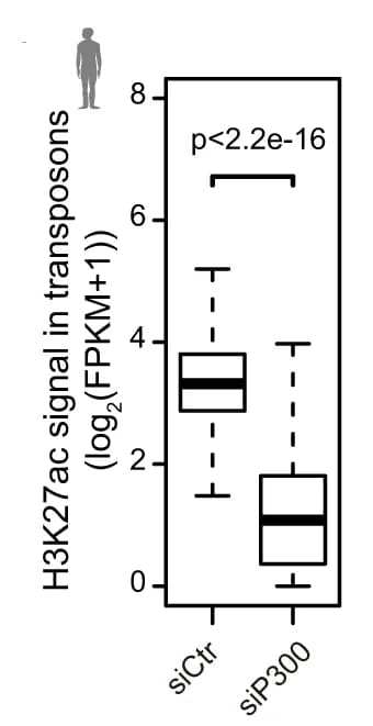 Open access visualization of Box Plot, Boxplots, H3K27ac, Transposons, Control