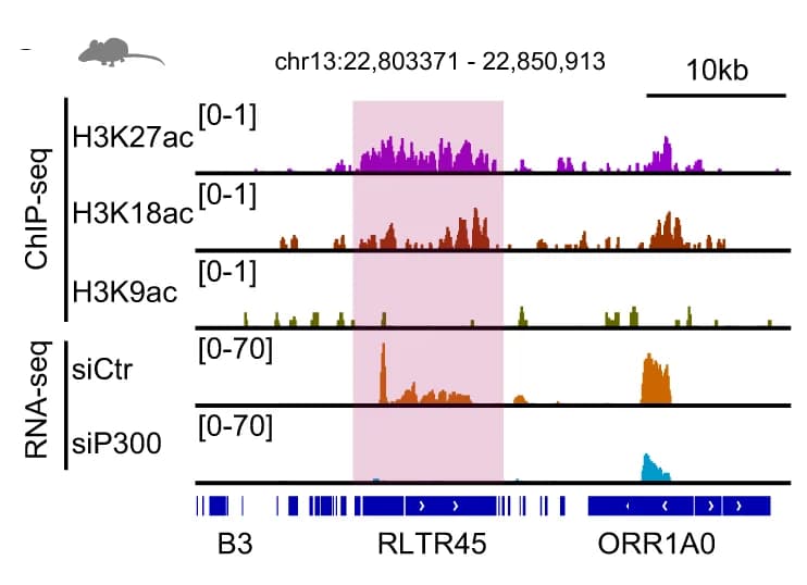 Open access visualization of Line Plot, Genome Browser View, Histone Acetylation, Mouse Embryos, RNA Expression